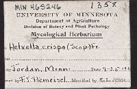 Helvella crispa image