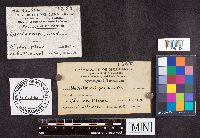 Helvella crispa image