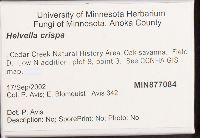 Helvella crispa image