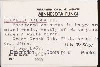 Helvella crispa image