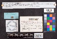 Helvella crispa image