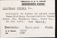 Helvella crispa image