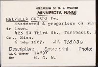 Helvella crispa image