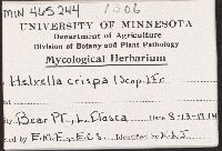 Helvella crispa image