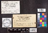 Helvella crispa image