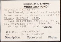 Helvella crispa image