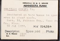 Helvella crispa image