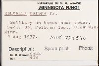 Helvella crispa image