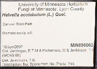 Helvella acetabulum image