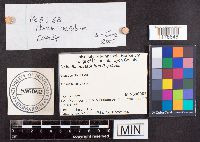 Helvella acetabulum image