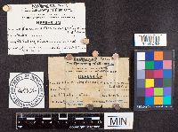 Hymenoscyphus fructigenus image