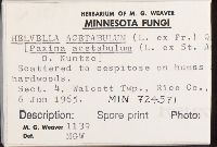 Helvella acetabulum image