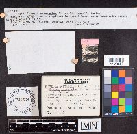 Helvella acetabulum image