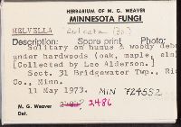 Helvella lacunosa image