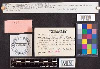 Helvella lacunosa image