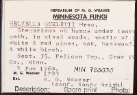 Helvella queletii image