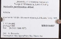 Helvella pezizoides image