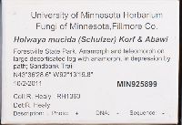 Holwaya mucida image