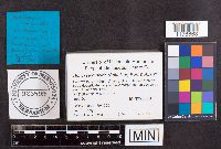 Holwaya mucida image