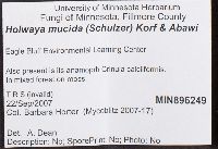 Holwaya mucida image