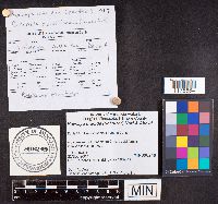 Holwaya mucida image