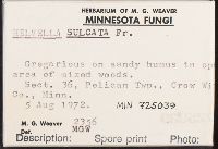 Helvella lacunosa image