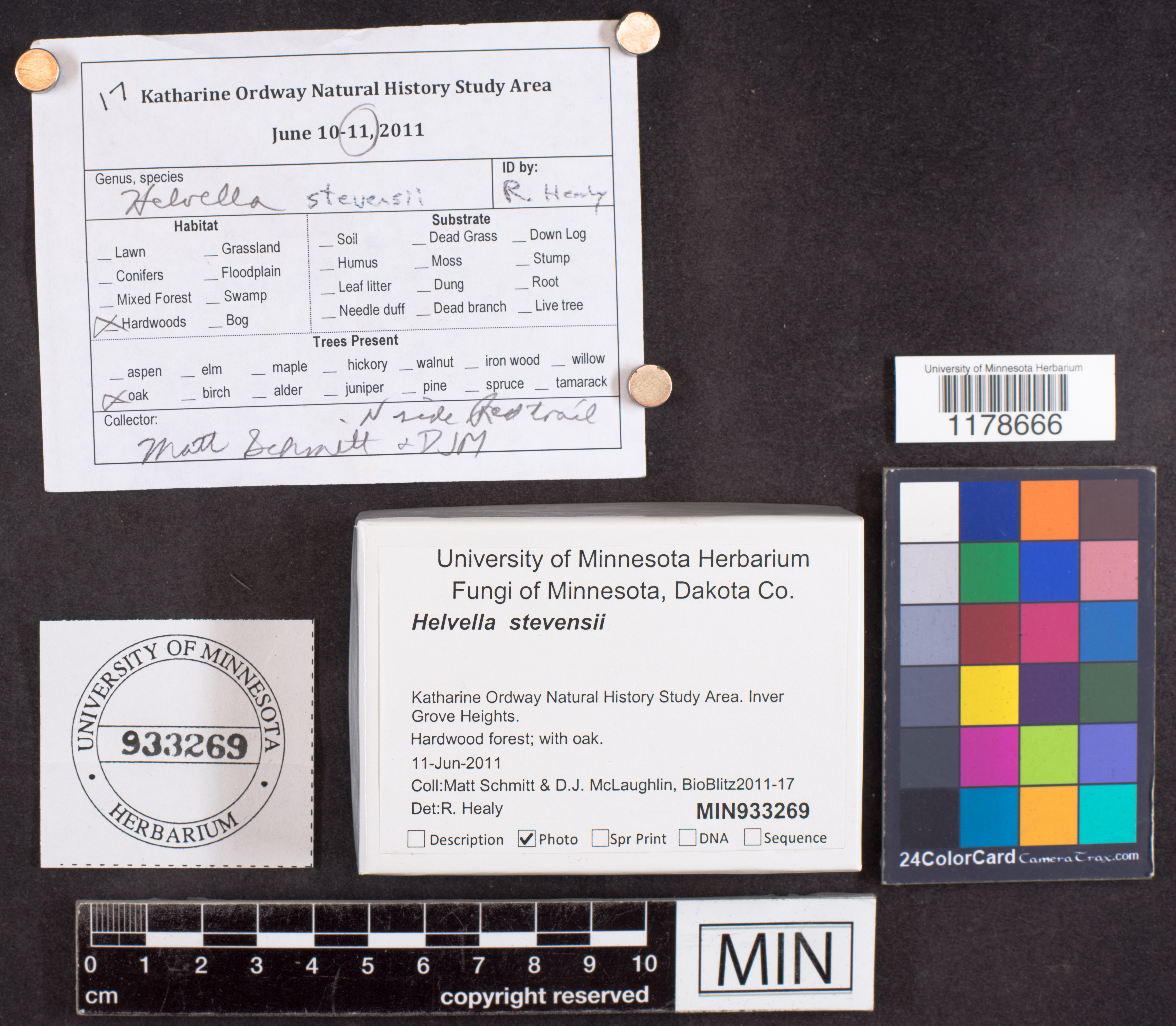 Helvella stevensii image