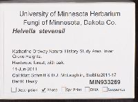 Helvella stevensii image