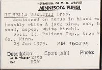 Helvella queletii image