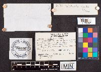 Helvella queletii image