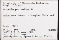 Helvella pezizoides image