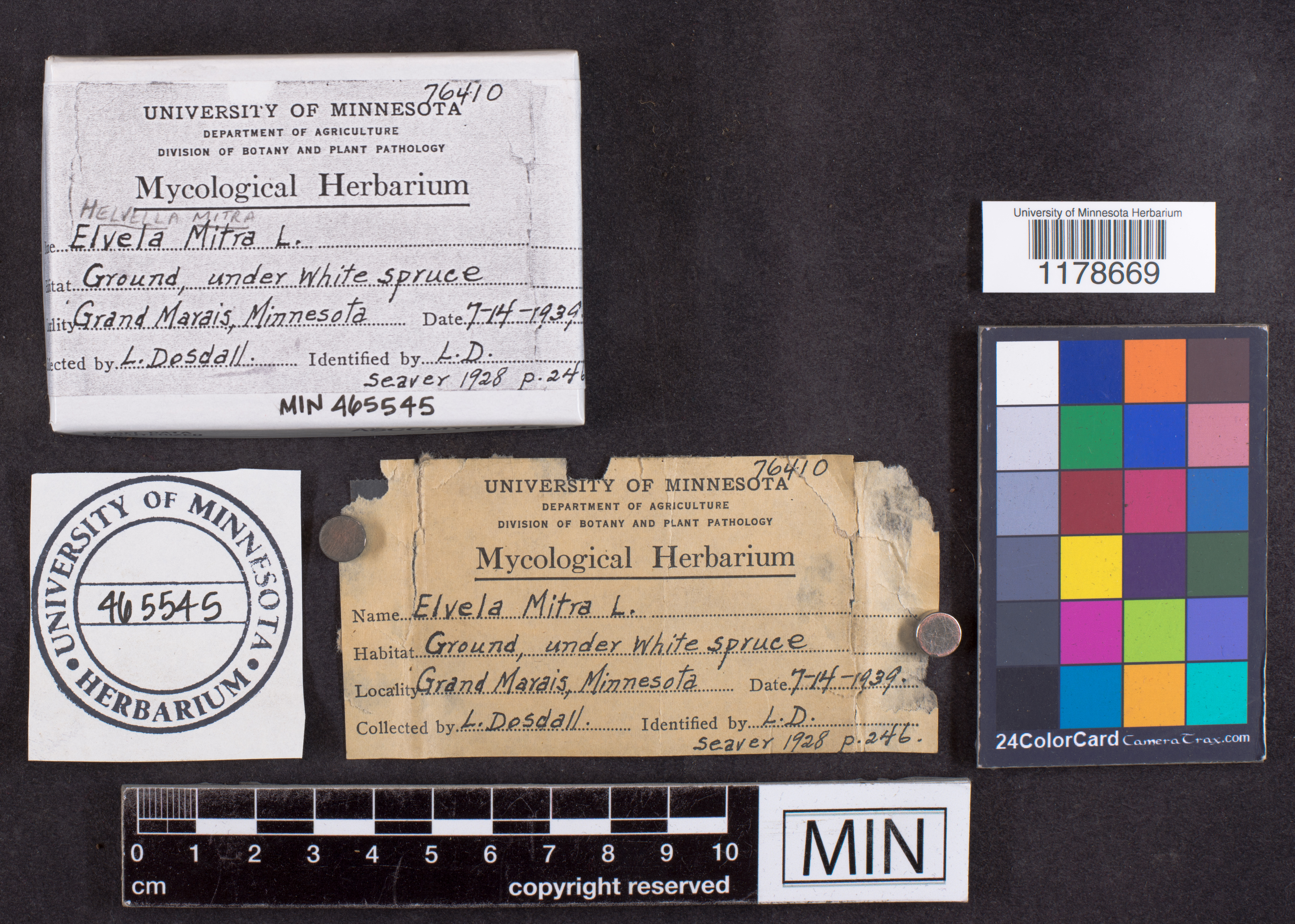 Helvella mitra image