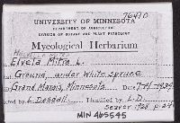 Helvella mitra image