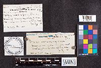 Helvella macropus image