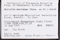 Helvella macropus image