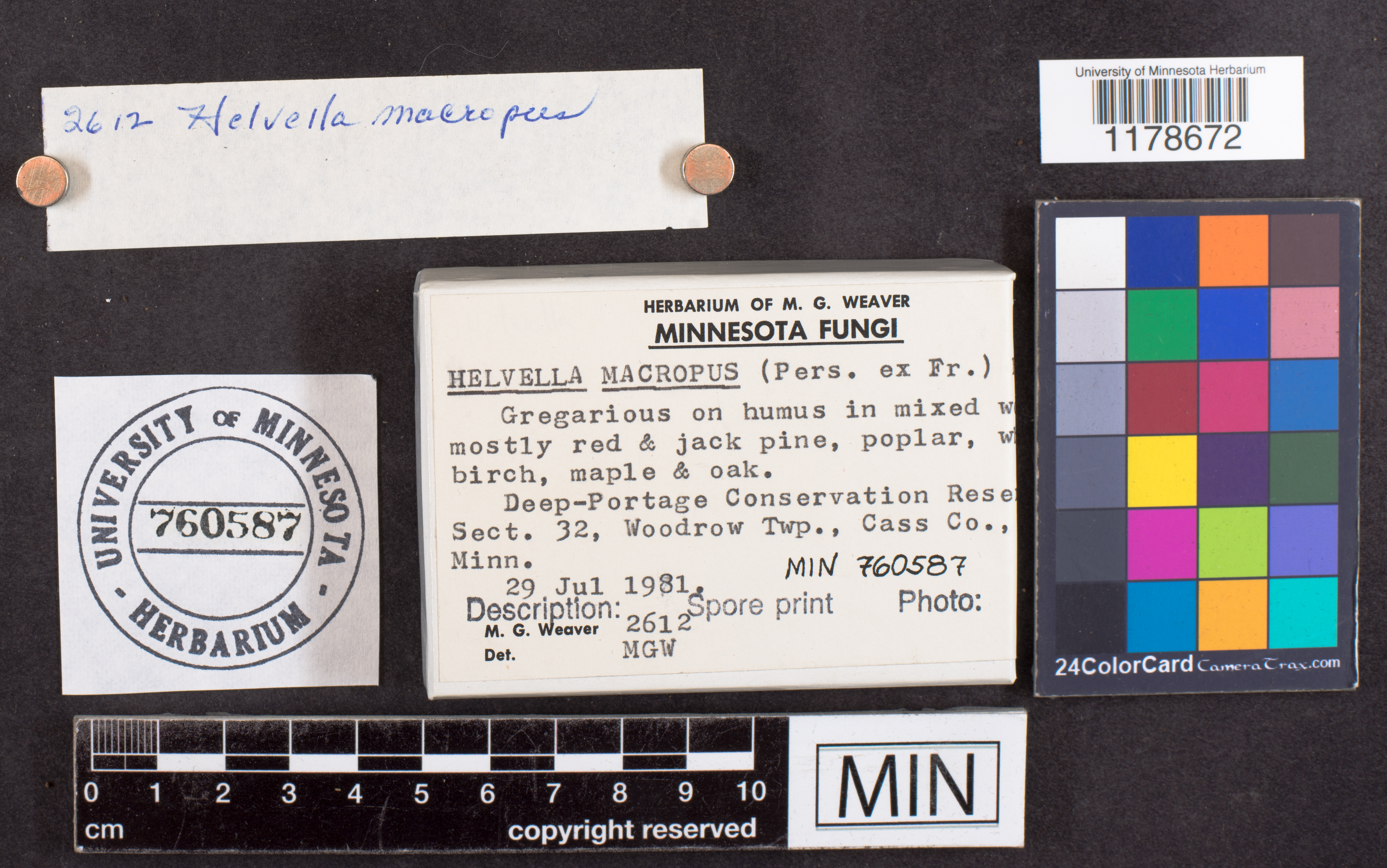 Helvella macropus image