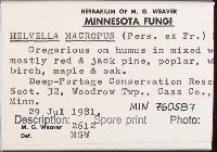 Helvella macropus image