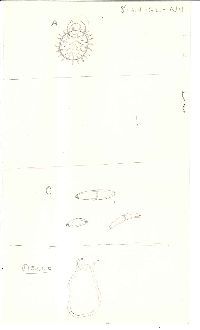 Helvella macropus image