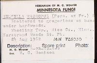 Helvella macropus image