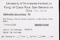 Helvella lacunosa image