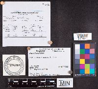 Helvella elastica image