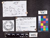 Helvella elastica image