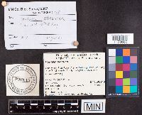 Helvella elastica image