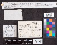 Helvella elastica image