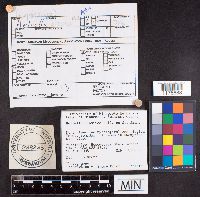 Helvella elastica image