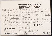 Helvella elastica image