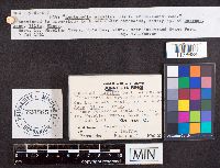 Helvella elastica image