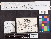 Helvella elastica image