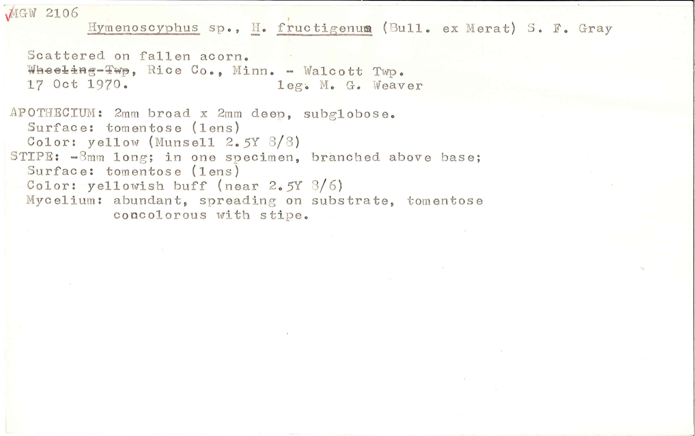 Hymenoscyphus fructigenus image