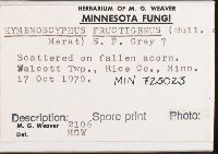 Hymenoscyphus fructigenus image